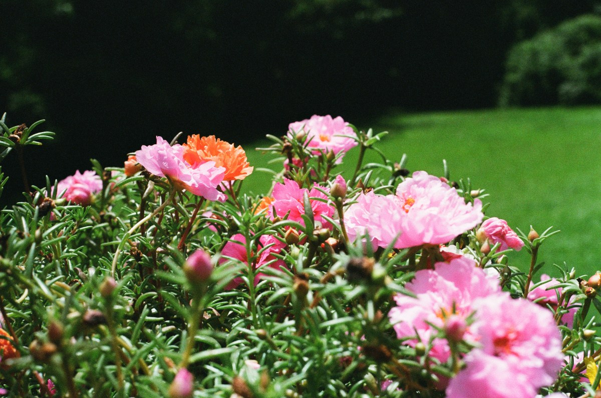 Now it’s nothing but flowers (Anna Vangala Jones)