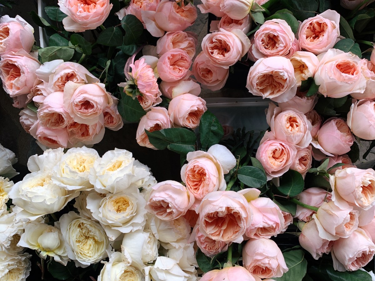 Devotion (Paula Gil-Ordoñez Gomez)