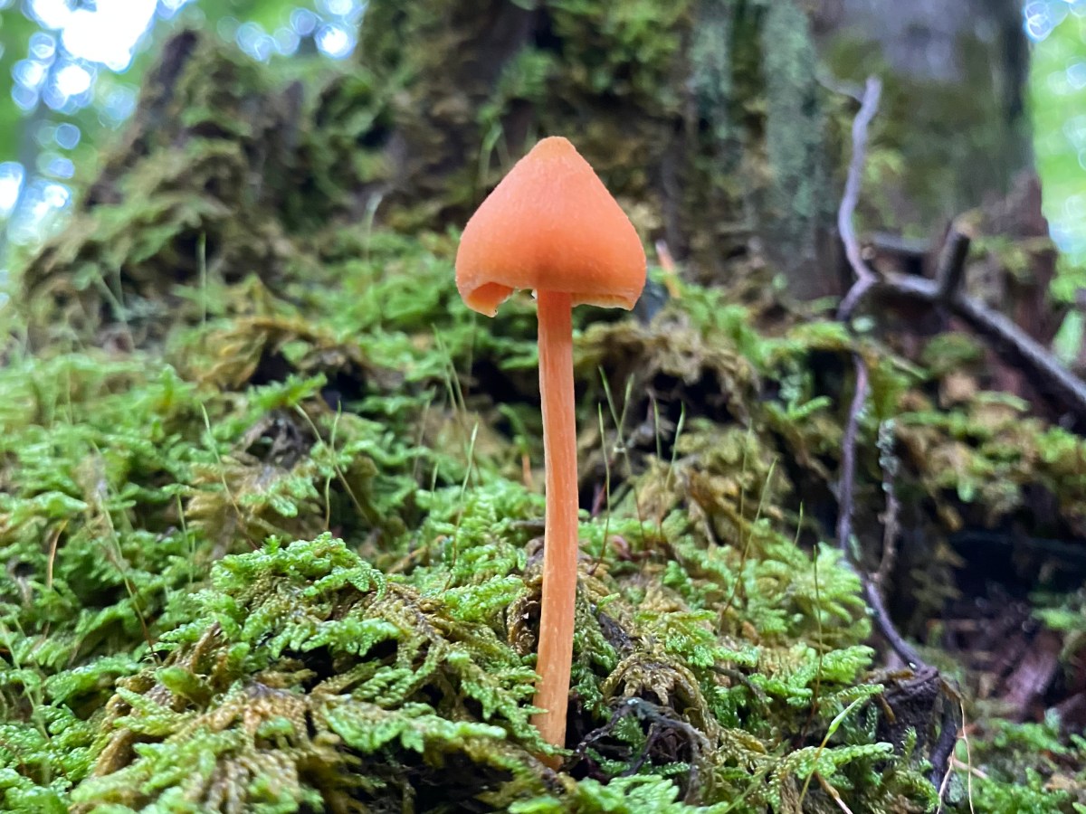Mushroom Poem (Renny Gong)
