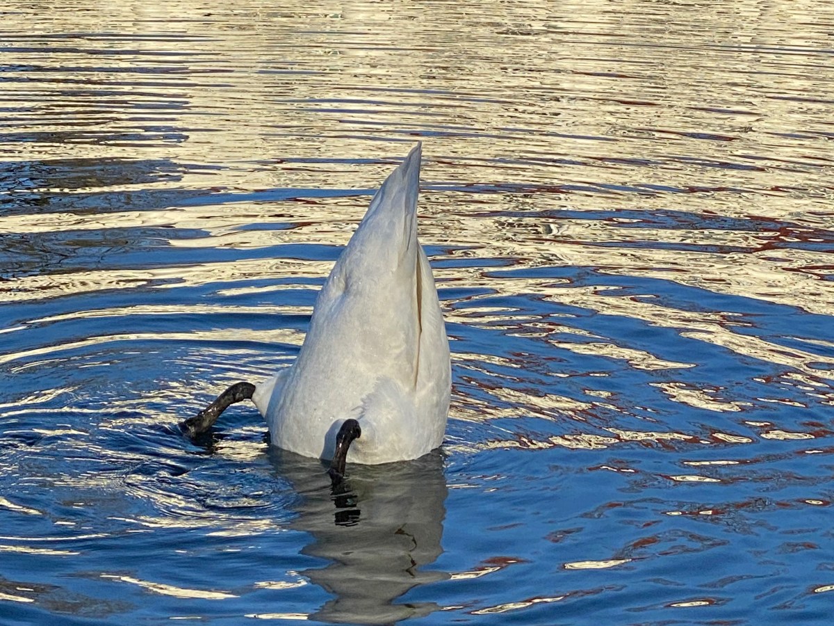 From the Desk of r/CDLDumpTrucks, (V Garmon Koski)