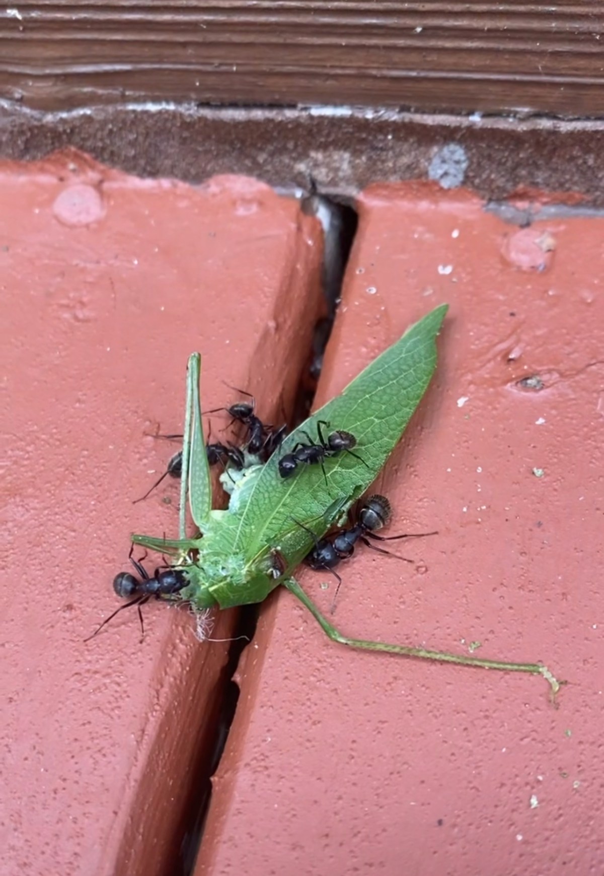 Dead Things (Chris Reed)