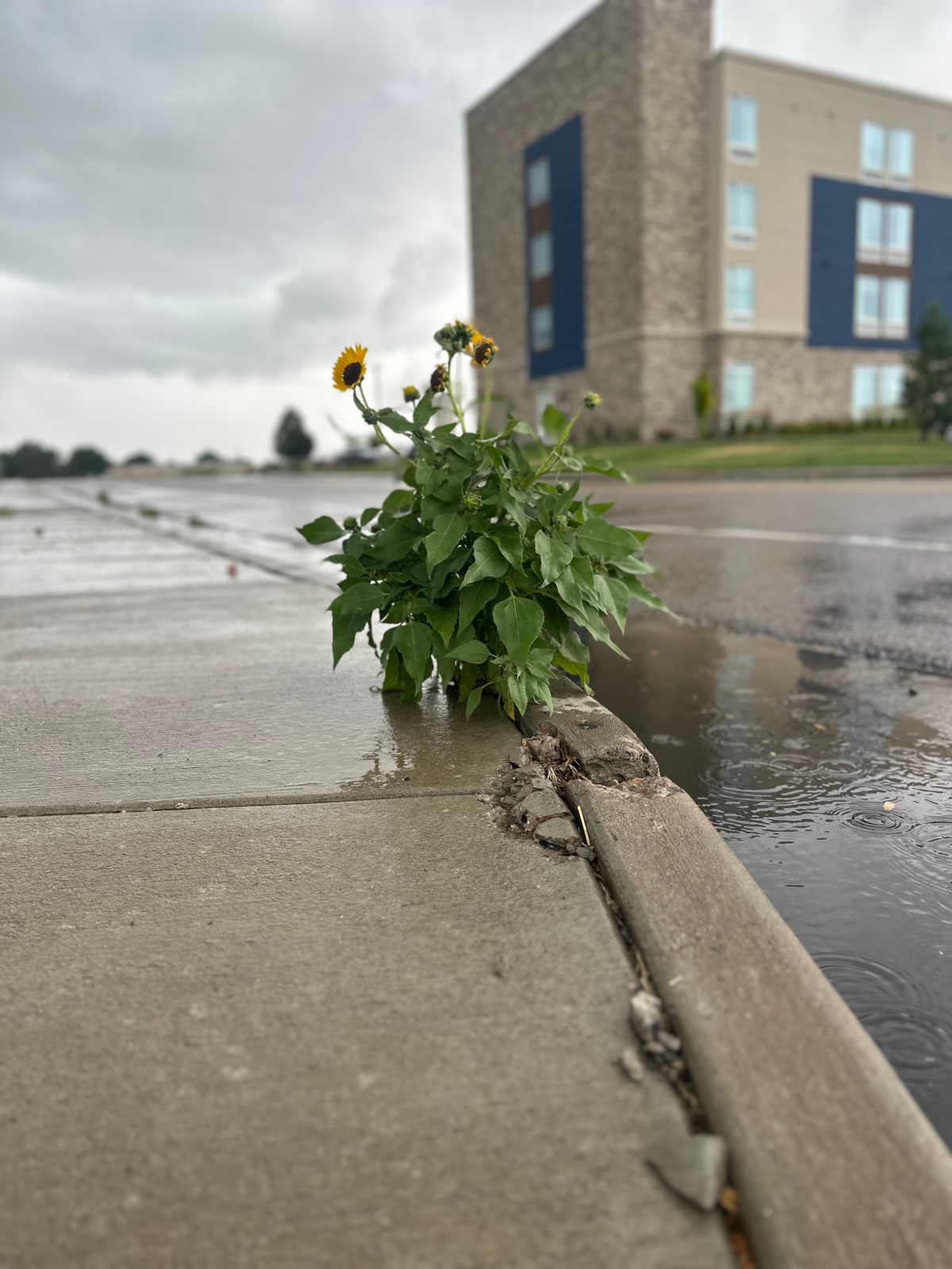 How It Goes (Patrick G. Roland)